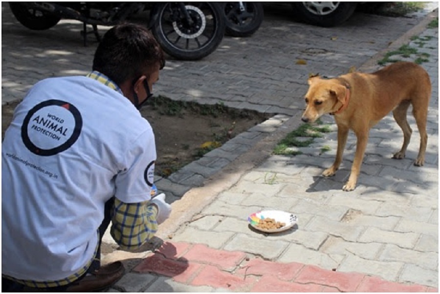 World Animal Protection and NDMC Feed Hundreds of Stray Dogs in Delhi